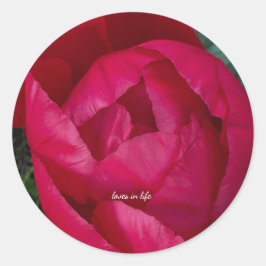 Mooie Bloeiende Rode Pioen  Ronde Sticker