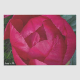 Mooie bloeiende rode pioen tissuepapier