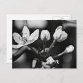 Mooie Bloem in Zwart en Wit (briefkaart) Briefkaart (Voorkant / Achterkant)