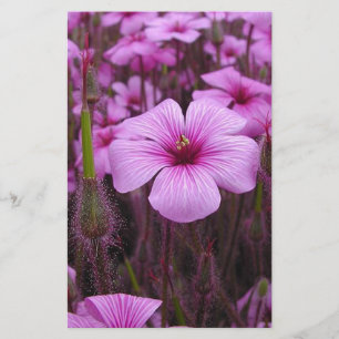 Mooie Bloemen Briefpapier