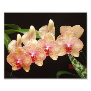 Mooie bloemen foto's afdrukken foto afdruk