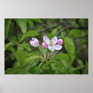 Mooie bloemen in appelgaard poster