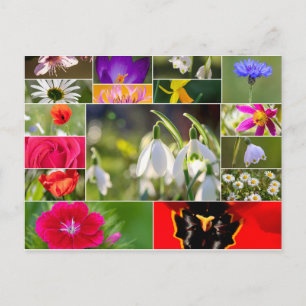 Mooie bloemen voor gevoelens in de lente en de zom briefkaart