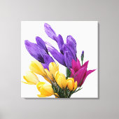 Mooie bloemige  kleurrijke krokustulp canvas afdruk (Voorkant)