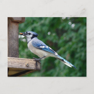 Mooie Blue Jay Briefkaart