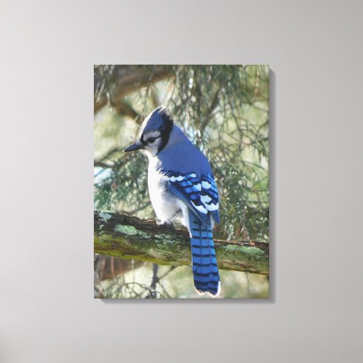 Mooie Blue Jay Canvas Afdruk (Voorkant)