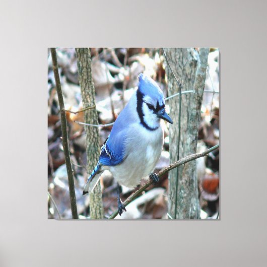 Mooie Blue Jay Canvas Afdruk (Voorkant)