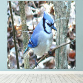 Mooie Blue Jay Canvas Afdruk (Insitu (Houten vloer))