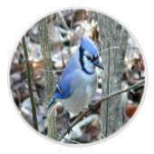 Mooie Blue Jay Keramische Knop (Voorkant)