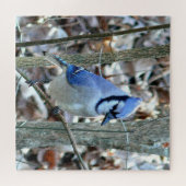 Mooie Blue Jay Legpuzzel (Horizontaal)
