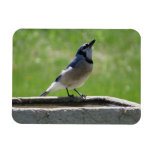 Mooie Blue Jay met een Drink Magnet Magneet