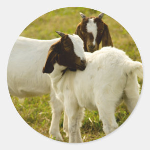 Mooie Boer Geit Jonge Geiten in Weide Foto Ronde Sticker