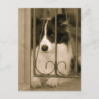 Mooie Border Collie Hond Briefkaart