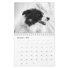 Mooie Border Collie hond kalender