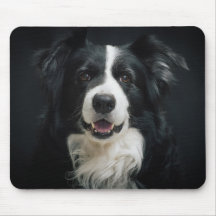 Mooie Border Collie