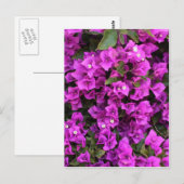 Mooie Bougainvillea Briefkaart (Voorkant / Achterkant)