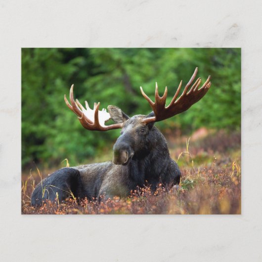 Mooie! Briefkaart (Voorkant)