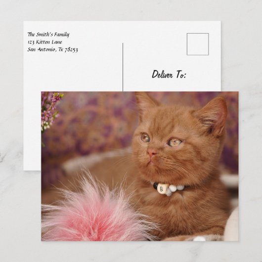 Mooie Britse Shorthair Kitten Briefkaart (Voorkant / Achterkant)