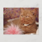 Mooie Britse Shorthair Kitten Briefkaart (Voorkant)