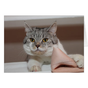 Mooie Britse Shorthair Tomcat