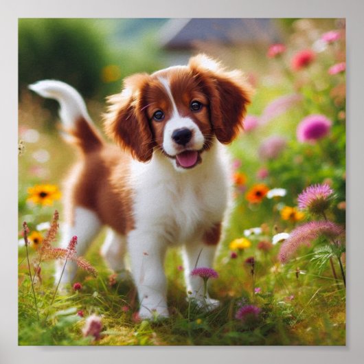 mooie Brittany puppy Poster (Voorkant)