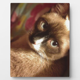 Mooie bruine kat fotoplaat