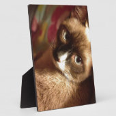 Mooie bruine kat fotoplaat (Zijkant)