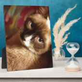 Mooie bruine kat fotoplaat (Zijkant)