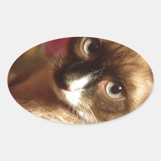 Mooie bruine kat ovale sticker (Voorkant)