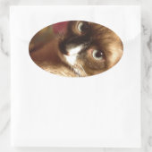 Mooie bruine kat ovale sticker (Tas)