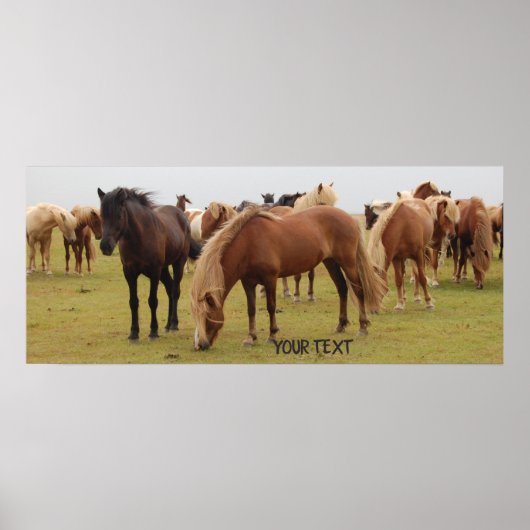 Mooie bruine paarden poster (Voorkant)