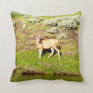 Mooie Buck Deer in Velvet Foto Kussen
