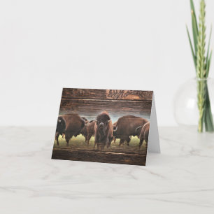 Mooie Buffalo Herd Kaart