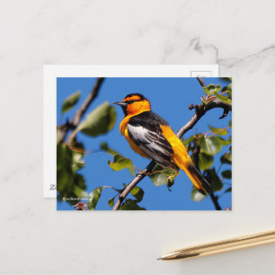 Mooie Bullock's Oriole de Pear Tree Briefkaart