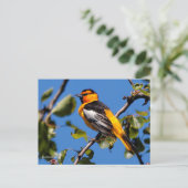 Mooie Bullock's Oriole de Pear Tree Briefkaart (Staand voorkant)