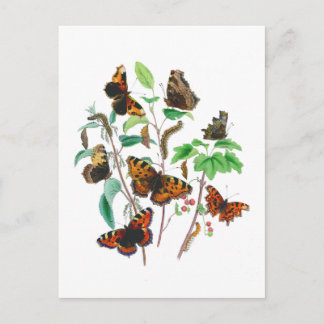 Mooie Butterflies Briefkaart