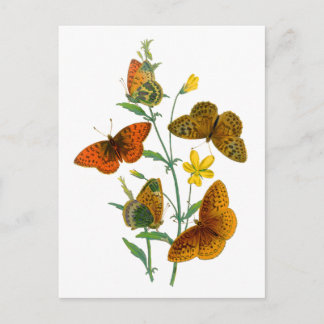 Mooie Butterflies Briefkaart