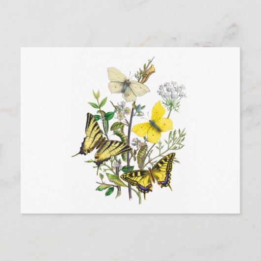 Mooie Butterflies Briefkaart (Voorkant)