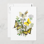 Mooie Butterflies Briefkaart (Voorkant / Achterkant)