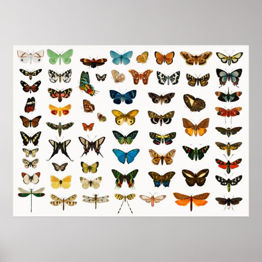 Mooie Butterflies Poster (Voorkant)