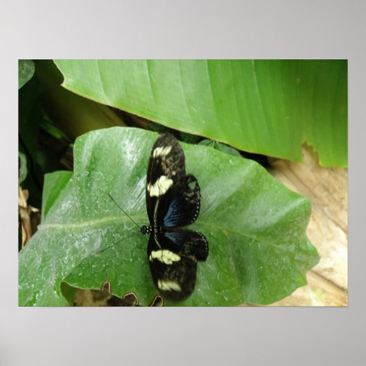 Mooie Butterfly-printer Poster (Voorkant)