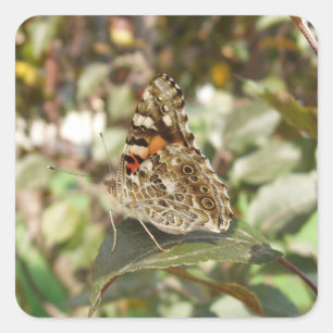 Mooie Butterfly-sticker set Vierkante Sticker