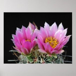 Mooie Cactus Flower Poster