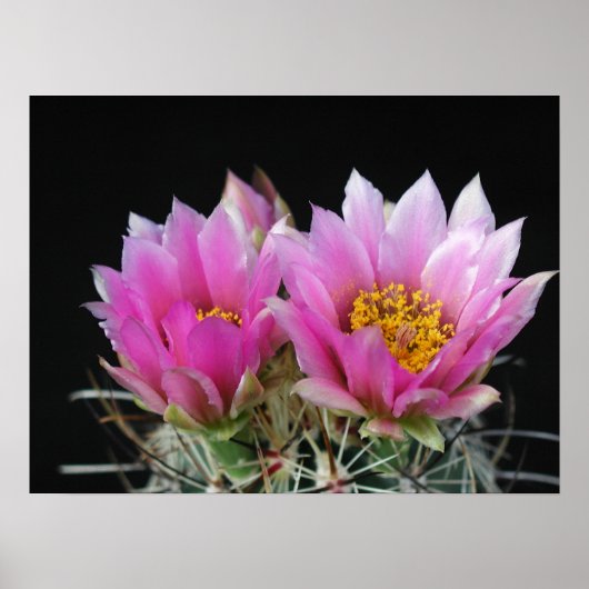 Mooie Cactus Flower Poster (Voorkant)