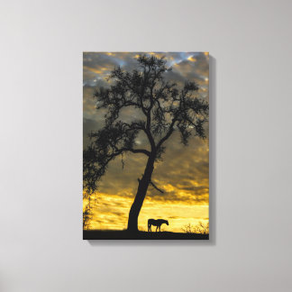 Mooie Canvas paard en eikenboom met zonsopgang Afdruk