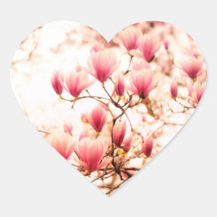 Mooie Cherry Blossom - Central Park Hart Sticker