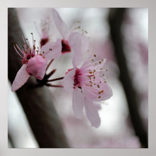 Mooie Cherry Blossom Flowers Poster