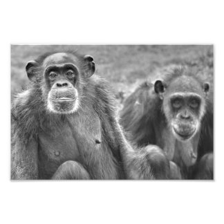 Mooie chimpansee paar - Foto afdrukken Afdruk