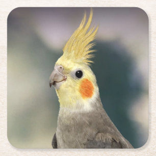 Mooie cockpitset Onderzetter