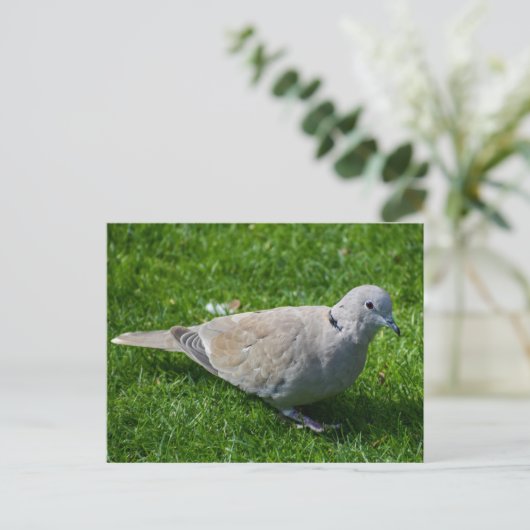 Mooie Collared Dove Briefkaart (Staand voorkant)